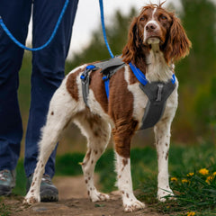 Orvis Dog Tough Trail® Six-Point Dog Harness