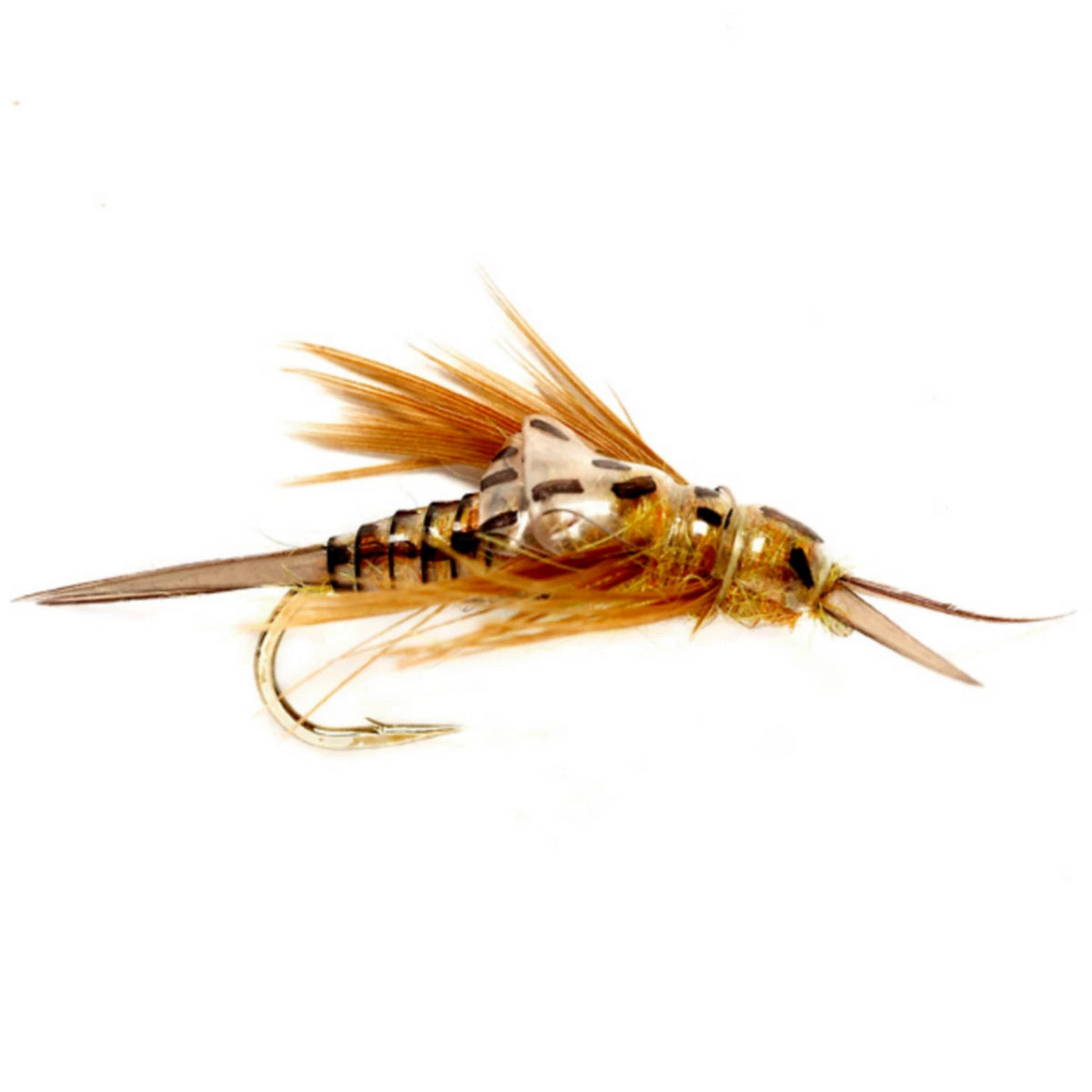 GOLDEN,6