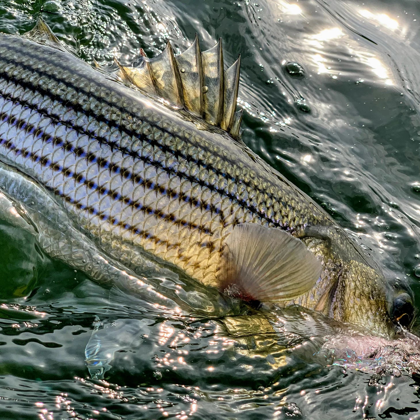 Orvis Fly Fishing Dowell Maryland 2-Day Combination Fly Fishing School - Chesapeake Bay