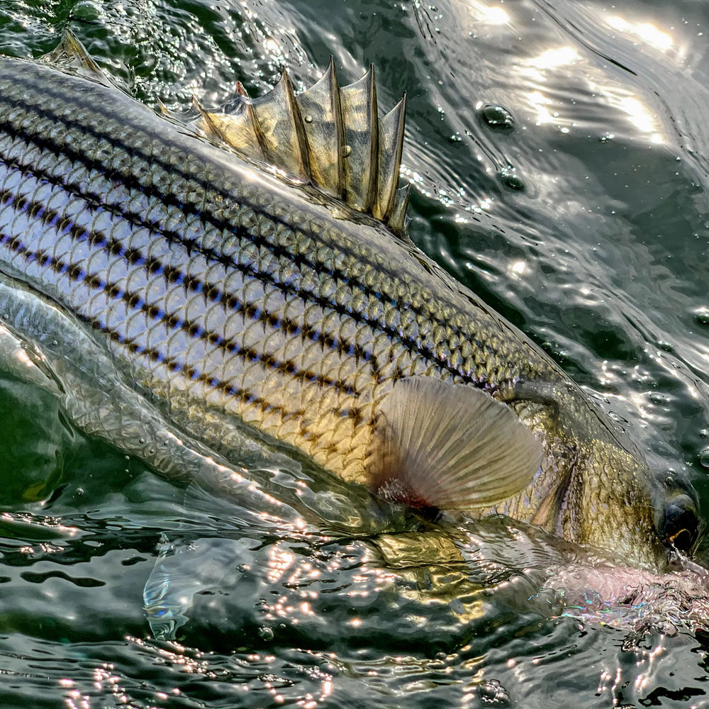 Orvis Fly Fishing Dowell Maryland 2-Day Combination Fly Fishing School - Chesapeake Bay