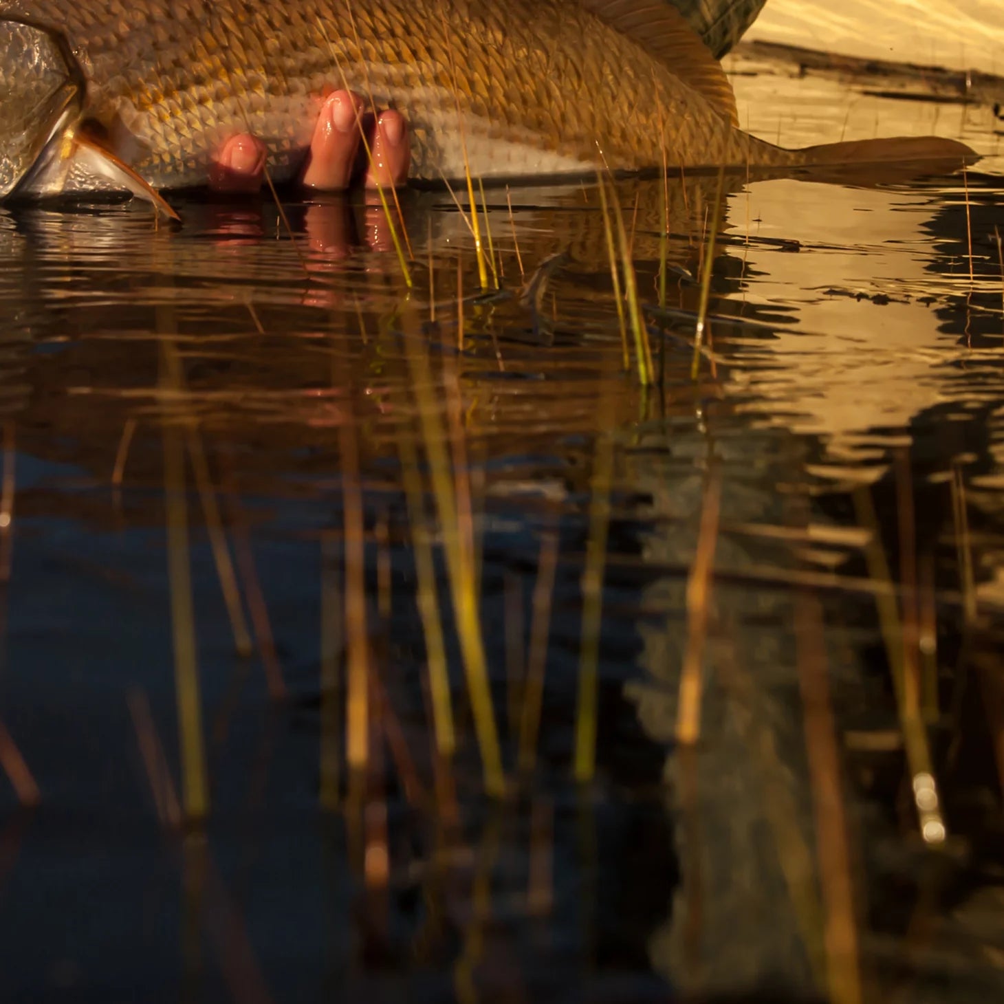 Orvis Fly Fishing Lowcountry Saltwater Fishing School, SC