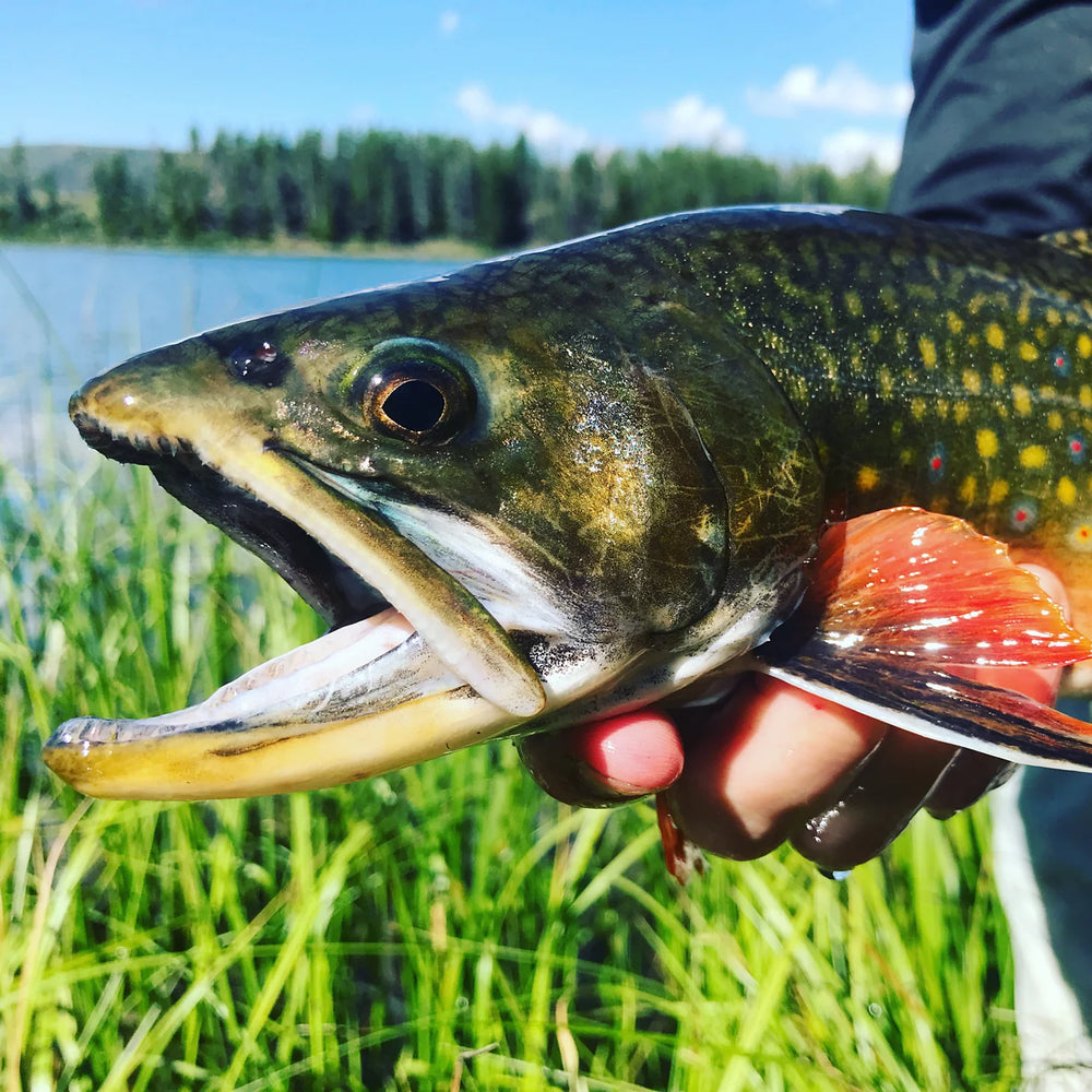 Orvis Fly Fishing Trout School At Falcon's Ledge, Utah
