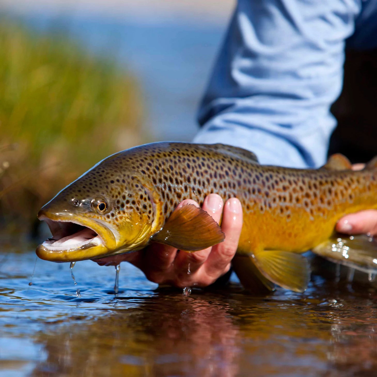 Orvis Fly Fishing Trout School At Falcon's Ledge, Utah