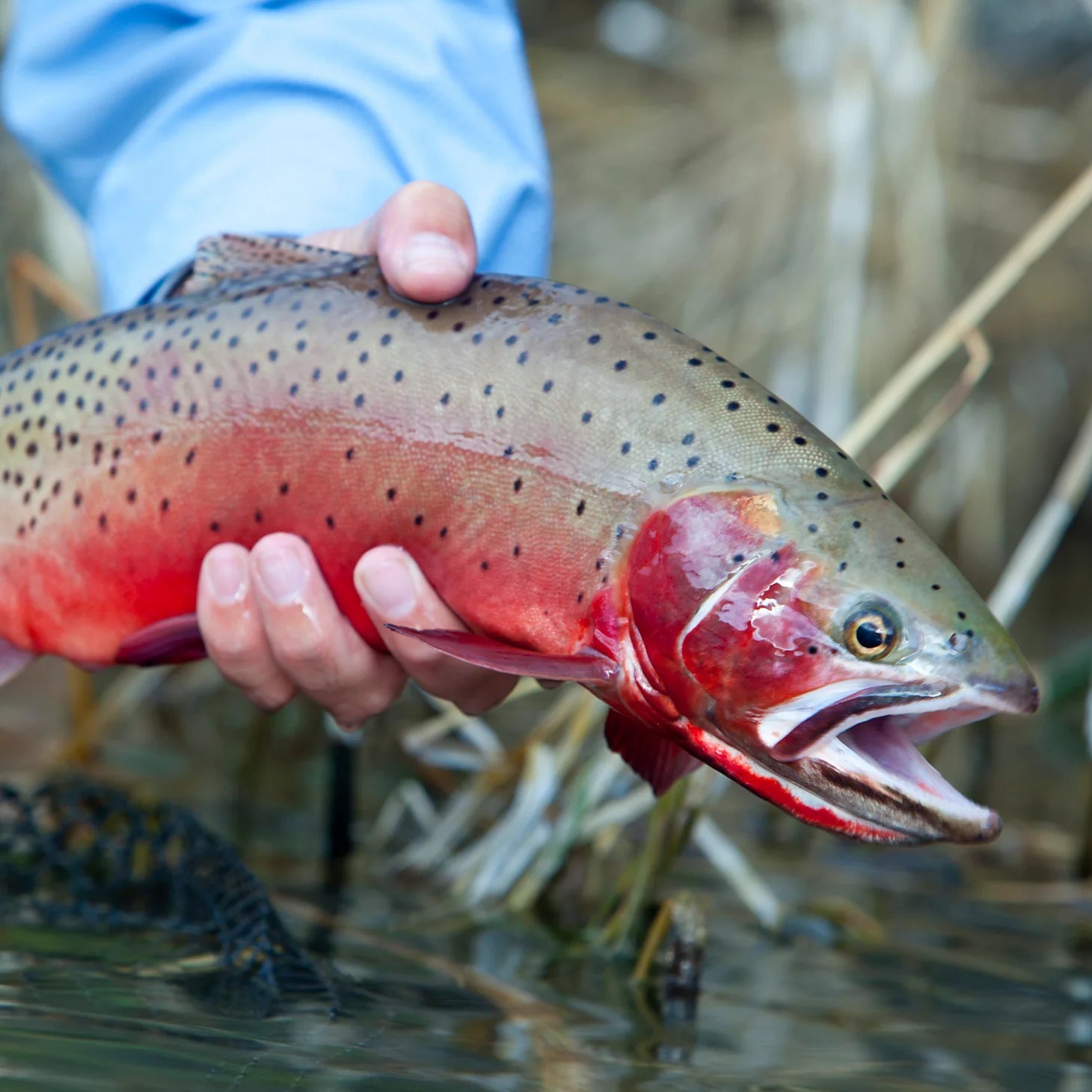 Orvis Fly Fishing Trout School At Falcon's Ledge, Utah