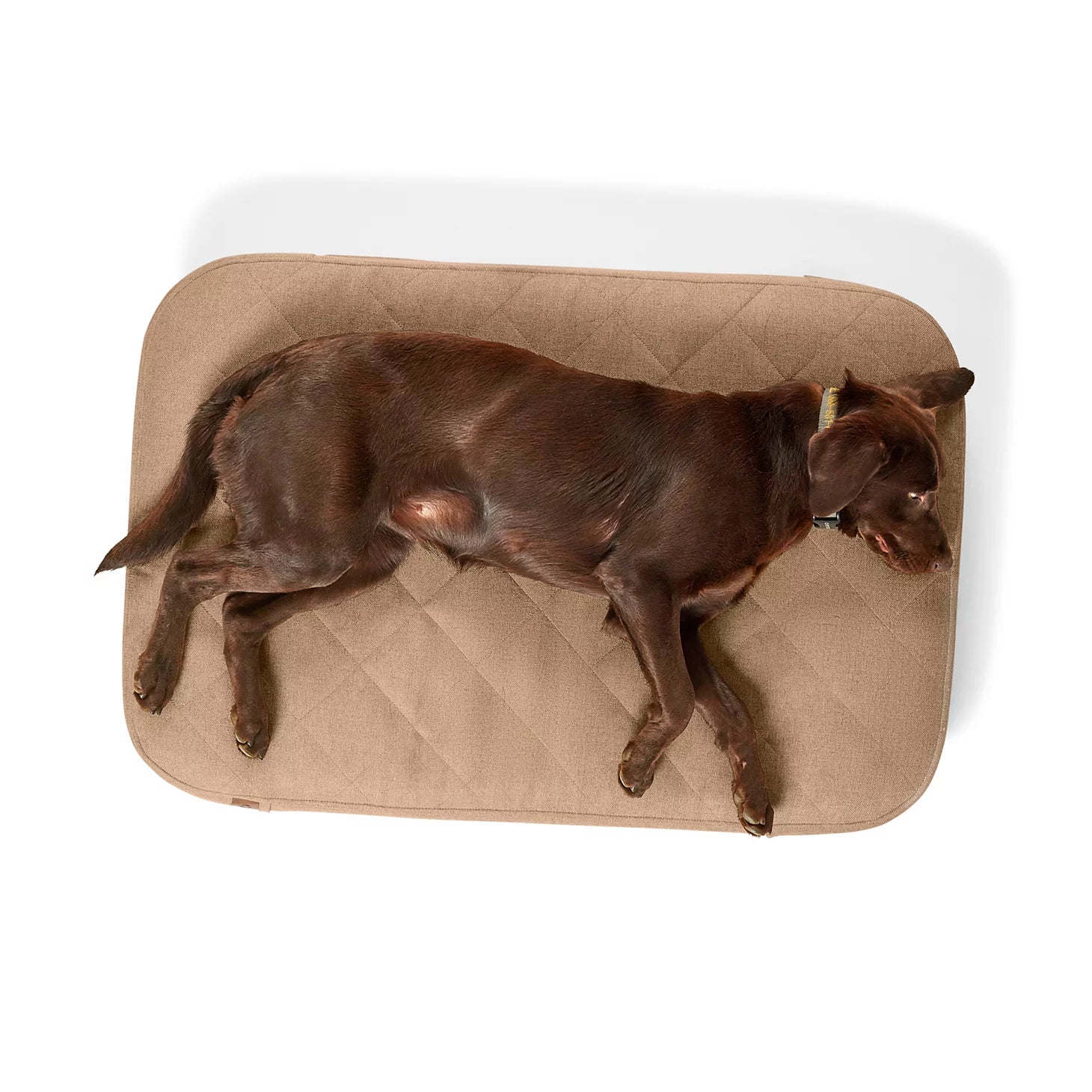 Orvis Dog Orvis RecoveryZone® ToughChew® Lounger Dog Bed