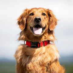 Orvis Dog Personalized Side-Release Buckle Collar