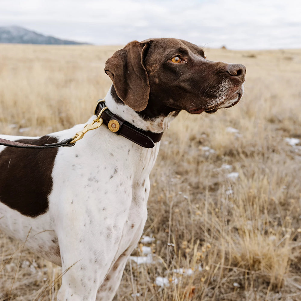 Orvis Dog Shotshell Dog Collar