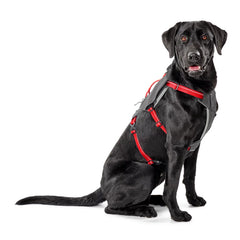 Orvis Dog Tough Trail® Six-Point Dog Harness
