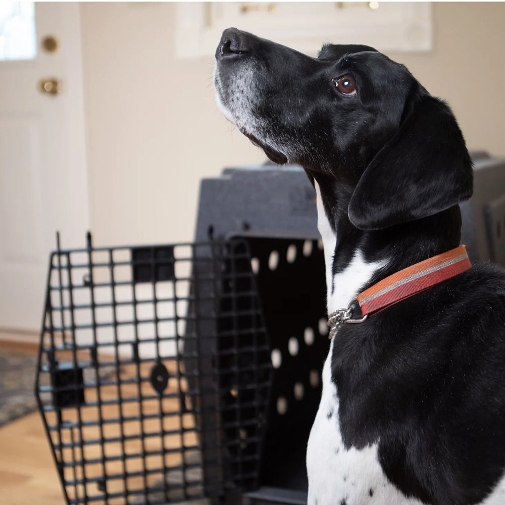 Orvis Dog|Hunt Ruff Land™ Performance Dog Kennel