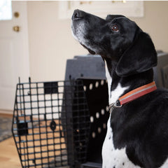 Orvis Dog|Hunt Ruff Land™ Performance Dog Kennel