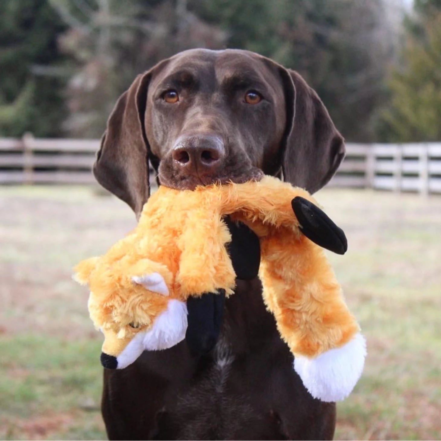 Orvis Dog Stuffless Fox Dog Toy