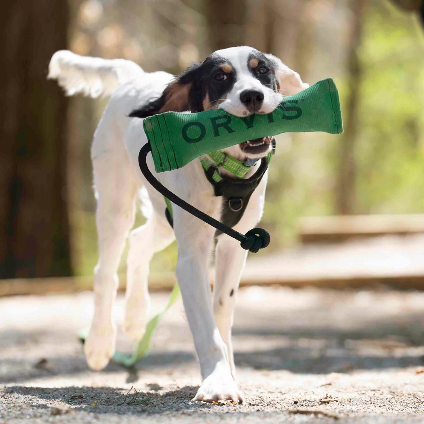 Orvis Dog|Hunt Orvis Bumper