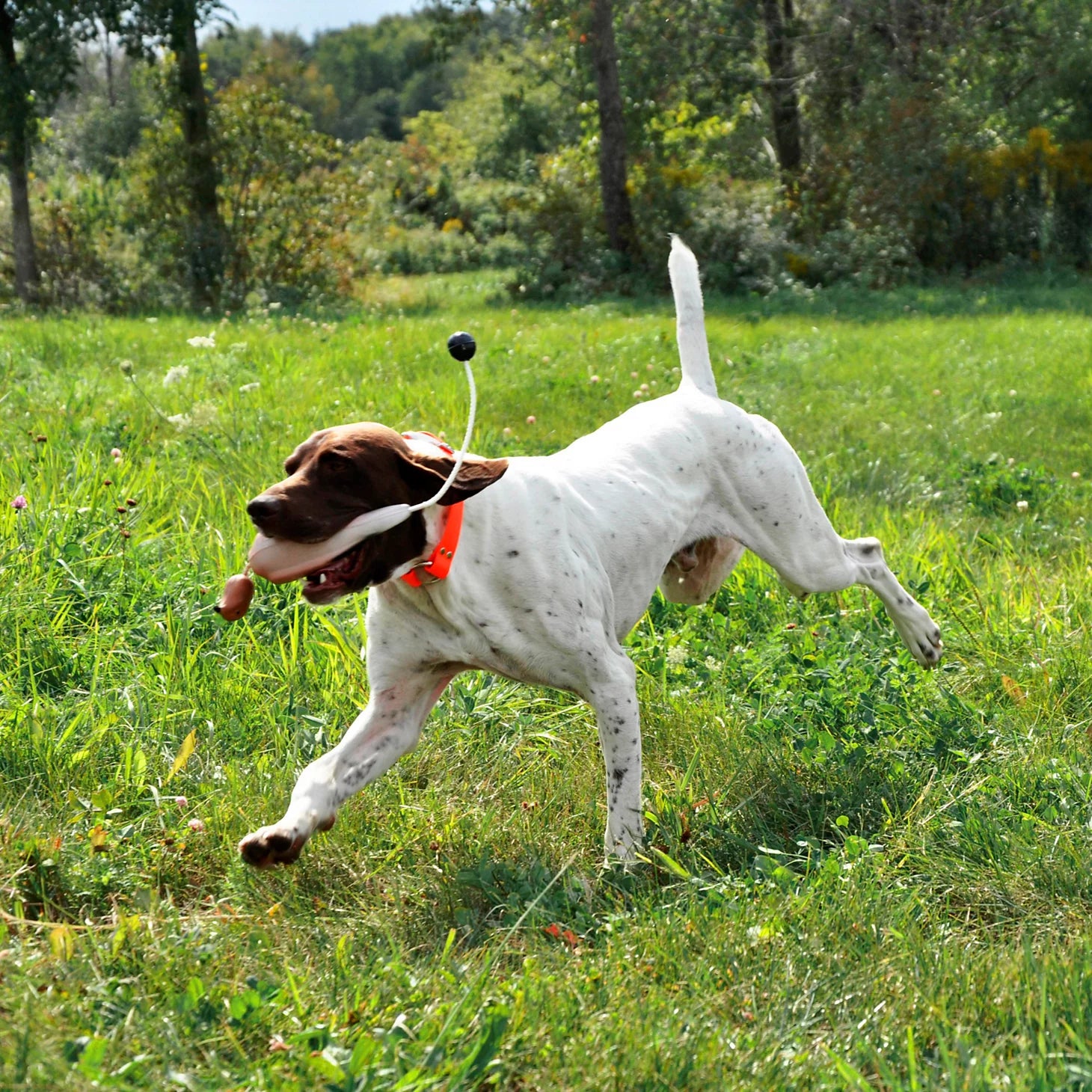 Orvis Dog|Hunt Game-Bird Training Dummy