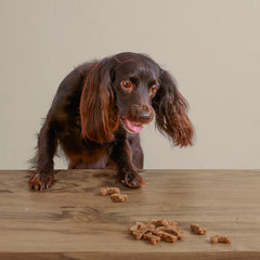 Orvis Dog Polkadog Green Monstah Bones