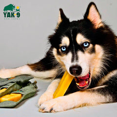 Orvis Dog Yak-9 Dog Chew - Single