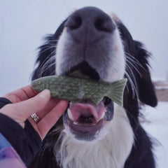 Orvis Dog Breedwise Trophy™ Dog Dental Chews